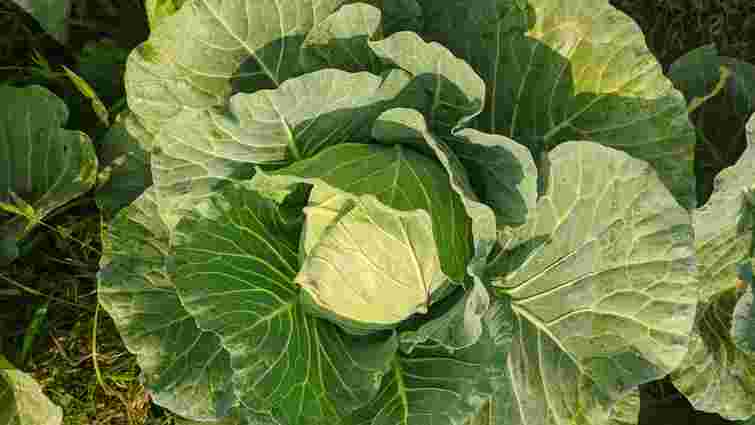 Ніякої білокрилки: який дешевий засіб врятує вашу капусту Ніякої білокрилки: який дешевий засіб врятує вашу капусту