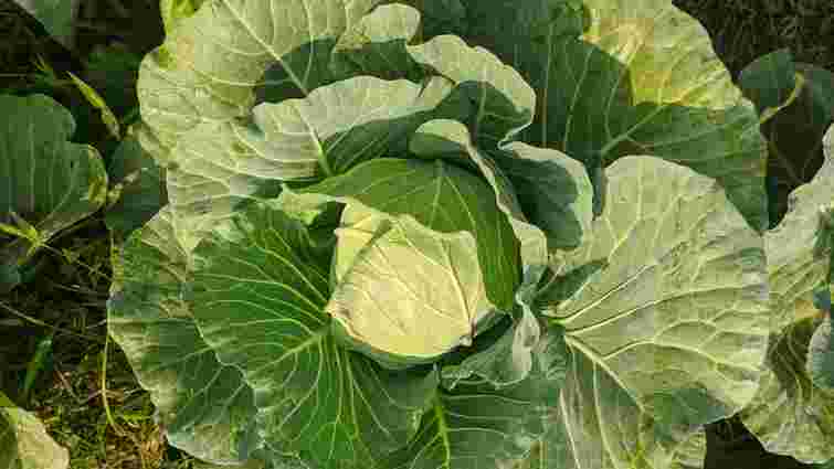 Ніякої білокрилки: який дешевий засіб врятує вашу капусту 