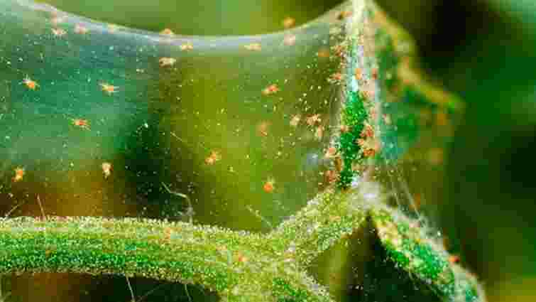 Невидимий шкідник: 7 способів позбутися павутинного кліща на овочах