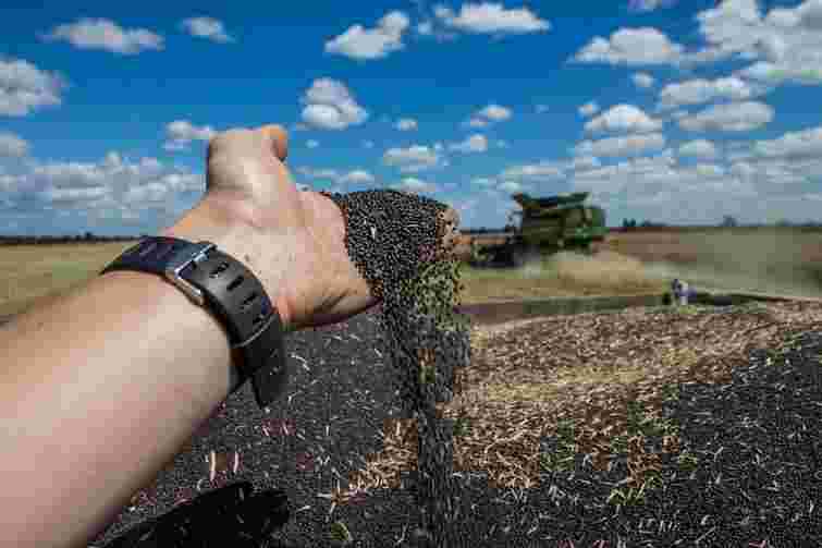 Польські виробники олії вимагають дозволити імпорт ріпаку з України