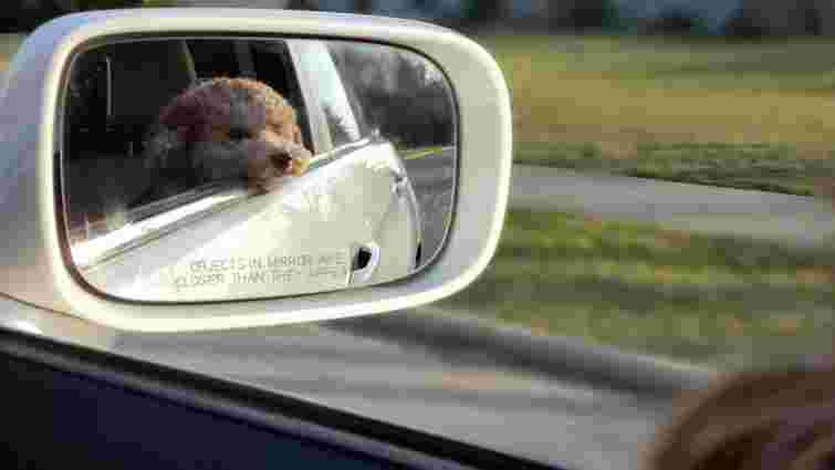 Чому собаки гавкають на себе в дзеркалі або ігнорують його: наукове пояснення 