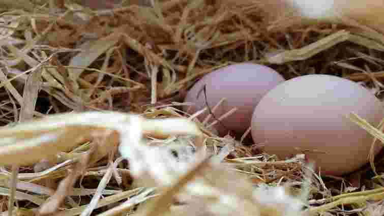 Кури нестимуть великі яйця з яскравим жовтком: просто додайте це в раціон Кури нестимуть великі яйця з яскравим жовтком: просто додайте це в раціон