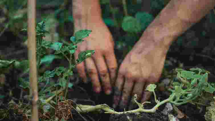 Ці 9 овочів ще встигаєте посадити: найкращі дні за посівним календарем у кінці липня 2025 року