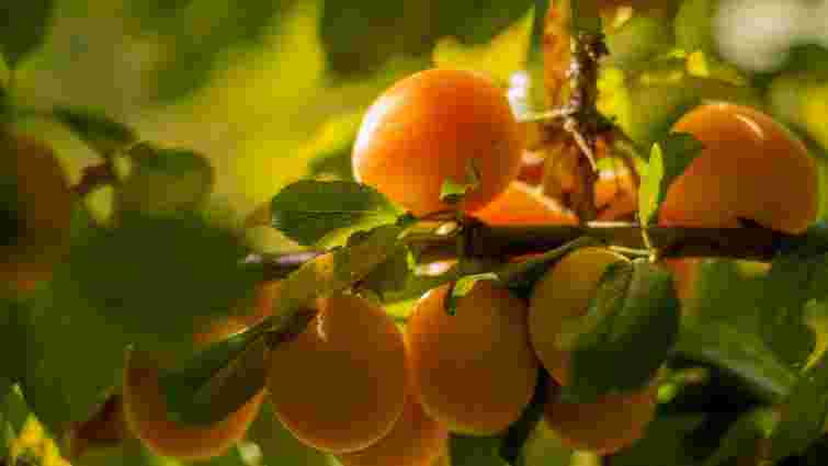 Абрикос раптово скидає зав'язі: як зберегти врожай у липневу спеку
Абрикос раптово скидає зав'язі: як зберегти врожай у липневу спеку