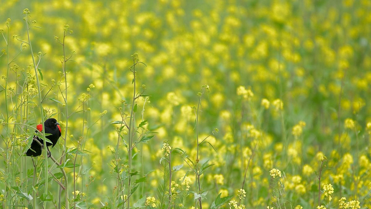 Швидка допомога виснаженому ґрунту: які сидерати сіяти в кінці липня для відновлення родючості