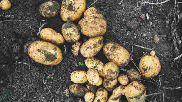 Коли найкраще копати картоплю за місячним календарем: сприятливі дні у 2025 році 