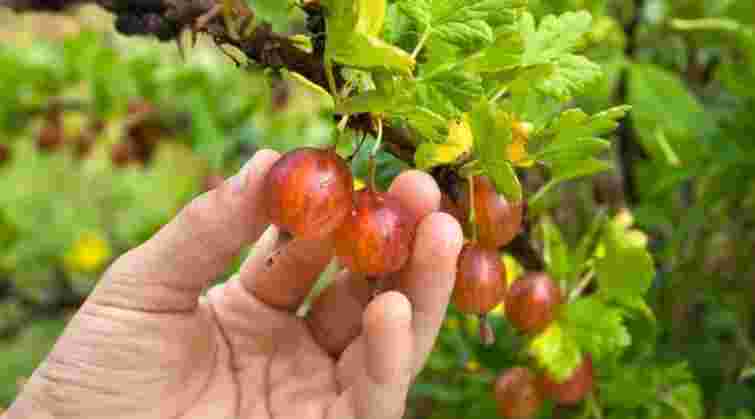 Літній суперфуд: 5 причин, чому варто включити аґрус у свій раціон вже сьогодні