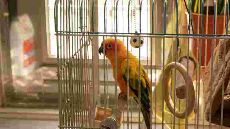 Відповідь не така очевидна: чи потрібне папузі дзеркало в клітці