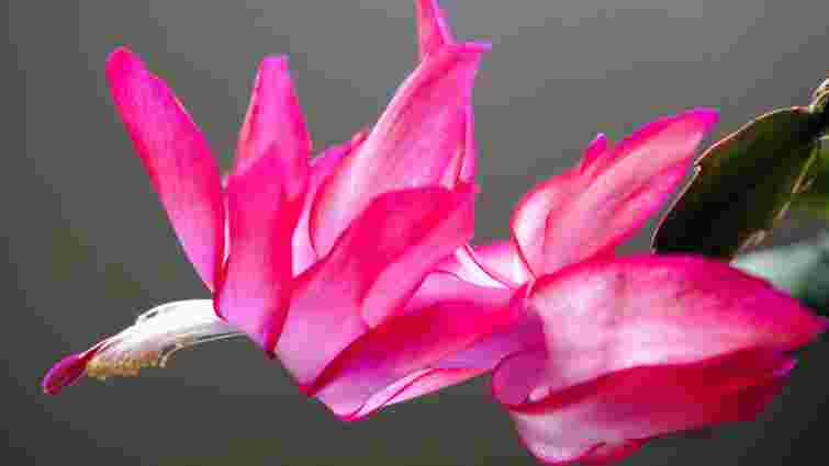 Як часто можна поливати різдвяник, щоб йому не нашкодити: основні правила догляду 