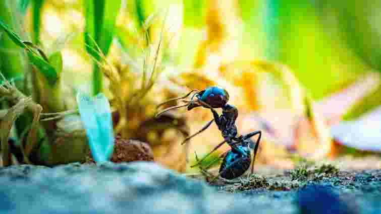 Серйозна загроза: як вивести мурах із теплиці, не втративши рослин 