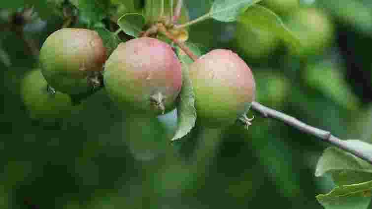 Допоможете не тільки дереву, а й плодам: які дерева потрібно обрізати до кінця липня