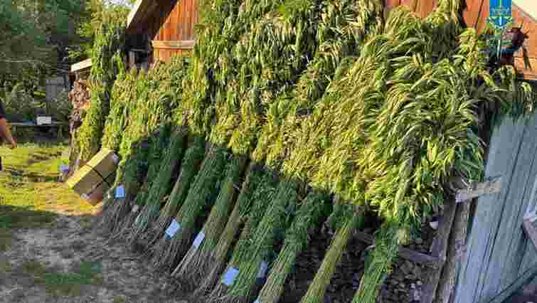 На Львівщині селянин біля дому виростив понад дві тисячі конопель