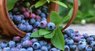 Коли і як найкраще їсти чорницю для максимального засвоєння антиоксидантів