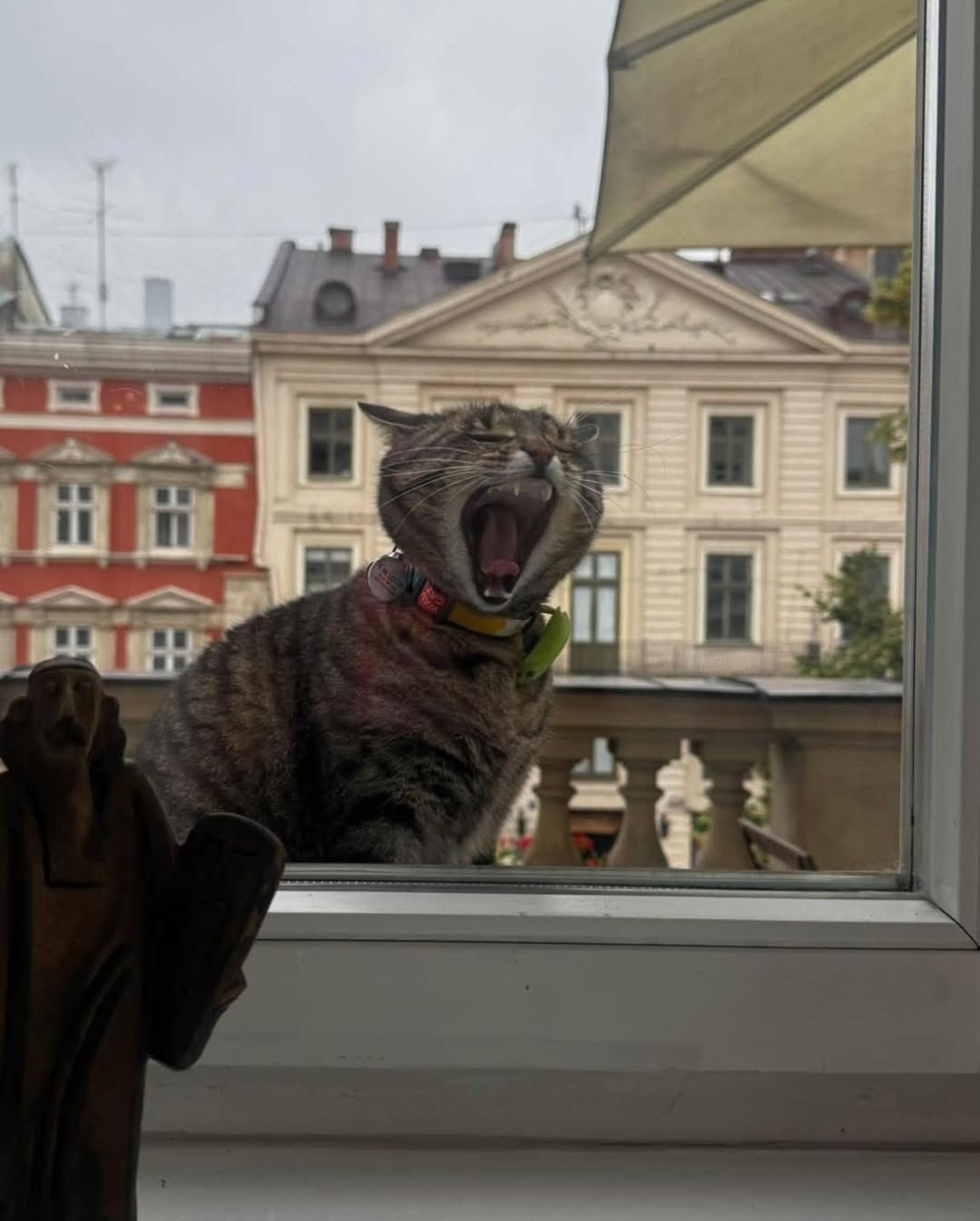 Кіт Левчик. Фото з Інстаграму