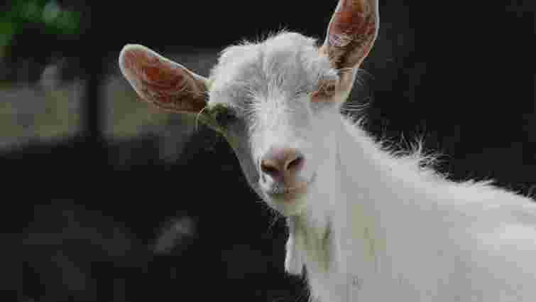 Чим годувати дійну козу в холодну пору року: поради для власників 