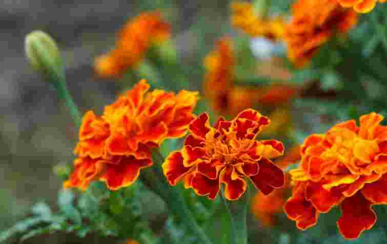 Чорнобривці проти фітофтори: міф чи реальний захист для помідорів