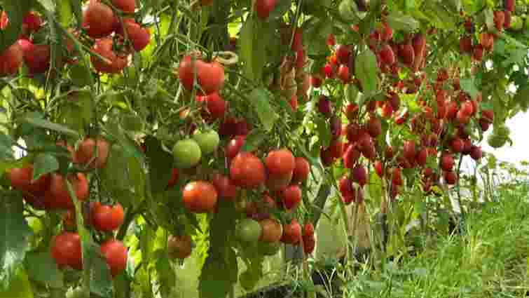 Обов'язково підв'яжіть помідори, щоб не втратити врожай: 4 способи, як це зробити