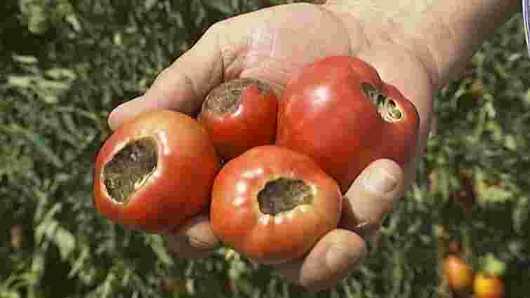 Вершинна гниль може знищити помідори ще зеленими: як діяти негайно

