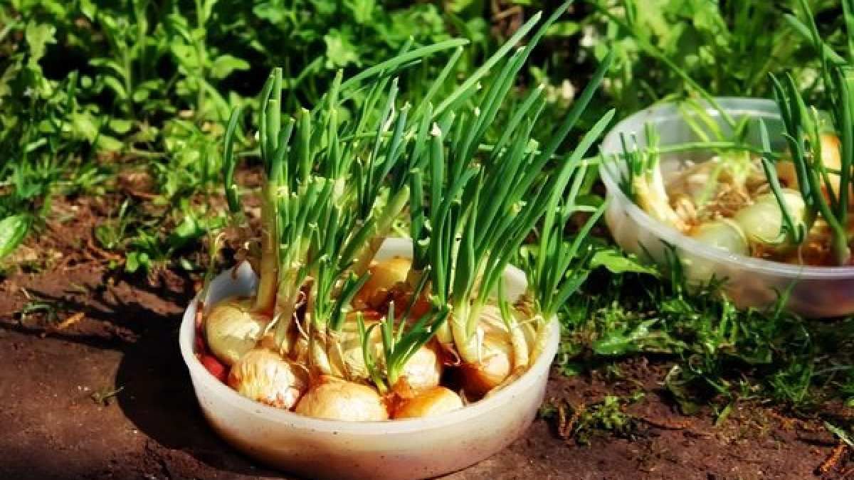 Останній шанс: що додати у воду для поливу цибулі, щоб урожай збільшився удвічі

