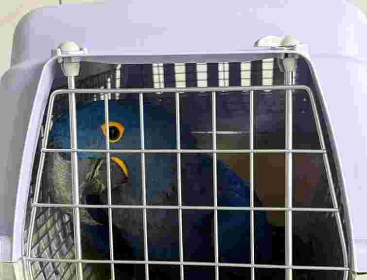 Через чернівецьку митницю намагалися незаконно вивезти чотирьох рідкісних папуг