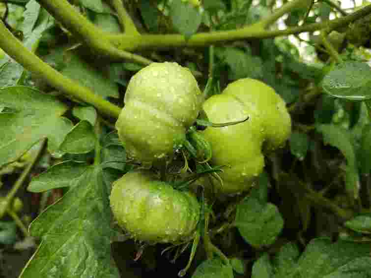 Що і коли садити та робити на городі у серпні: найкращі дні за посівним календарем у 2025 році