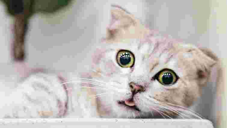 Нормальне явище чи привід для тривоги: що робити, коли кіт блює 