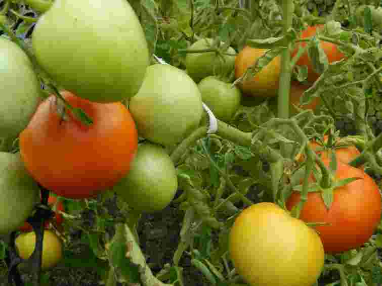 Помідори досі не червоніють: що потрібно зробити негайно, щоб врятувати плоди