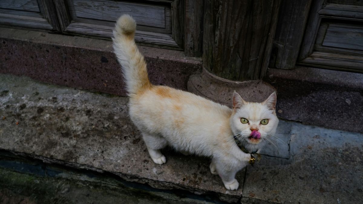 Чому коти так люблять лежати на бетонних плитах: неочікувана причина 