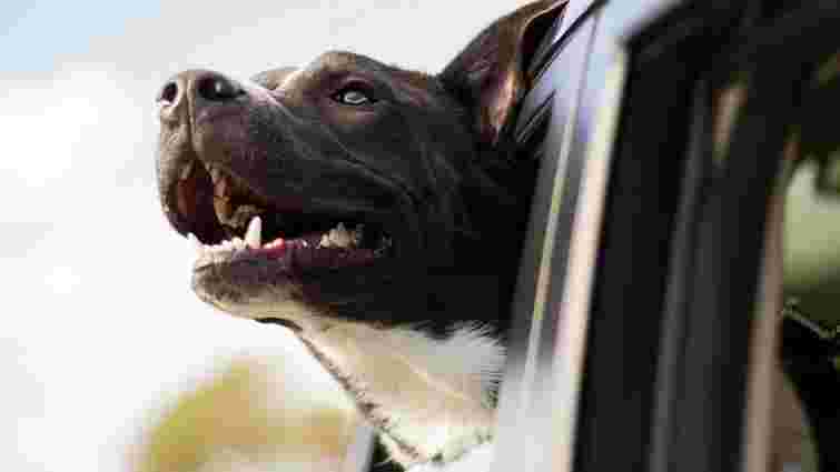 Погода, вагітність, настрій: дивні речі, які може відчути або передбачити собака