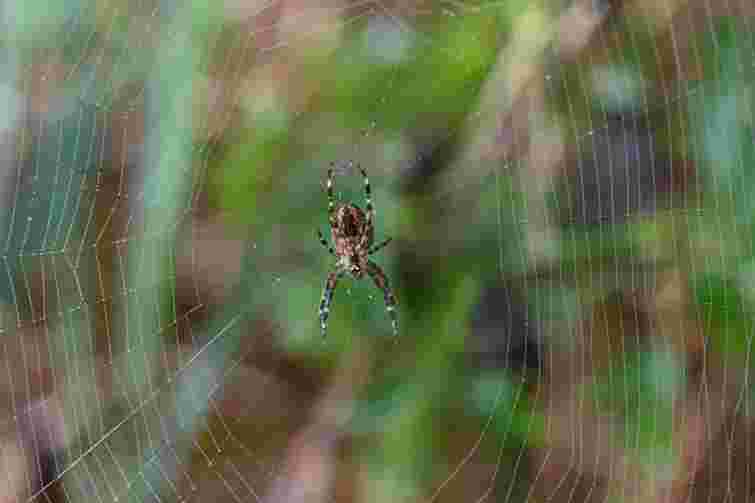 Без токсинів і зайвих витрат: як вигнати павуків із дому