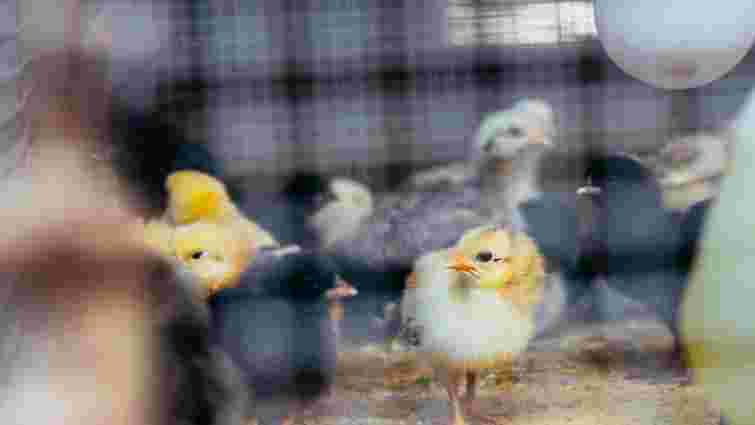 Агресія не без причини: чому курчата нападають одне на одного і дзьобають