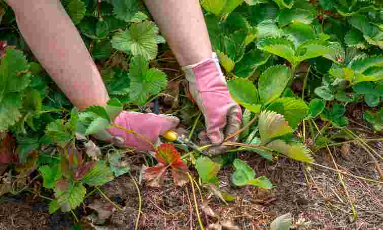 Як правильно висадити полуницю в серпні для раннього і рясного врожаю наступного року

