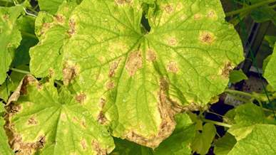 Листя огірків різко пожовтіло по краях: про що це свідчить і як врятувати урожай