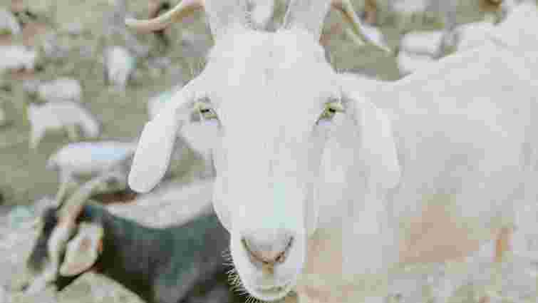 Догляд має змінитися кардинально: як визначити, що коза завагітніла