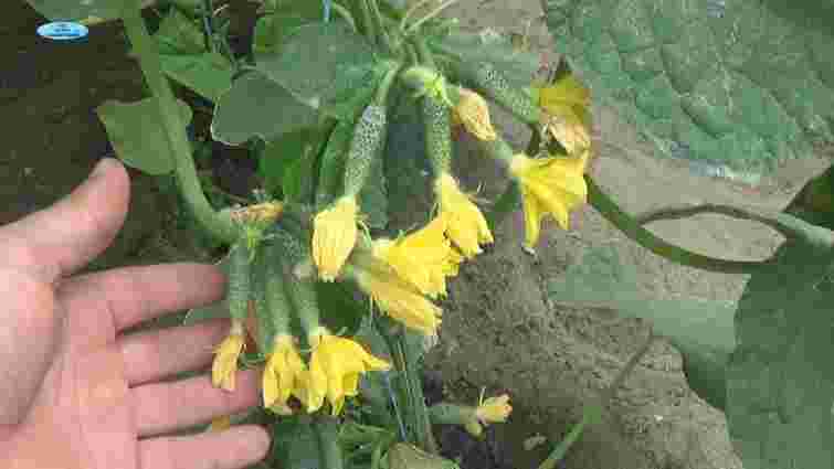 Листя огірків скручується чи змінює колір: у чому причина та як все виправити