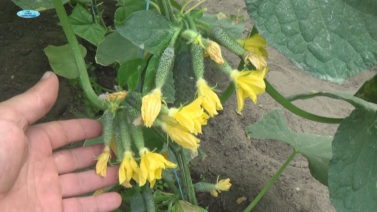 Листя огірків скручується чи змінює колір: у чому причина та як все виправити