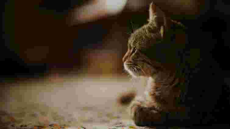 Не лякайтеся: чому коти і собаки люблять витріщатися в темряву або порожнечу