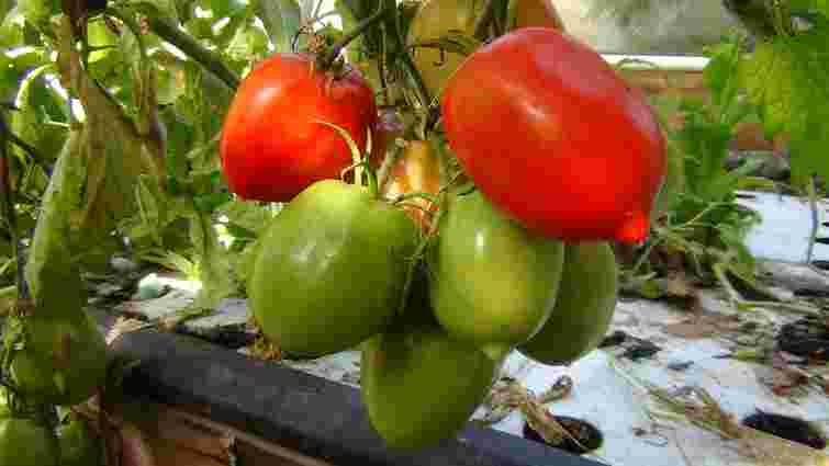 Дешево і дієво: як лимонна кислота підсилить ріст і смак помідорів

