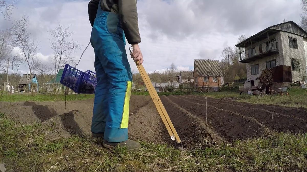 Підгортати треба не тільки картоплю: які ще овочі цього потребують