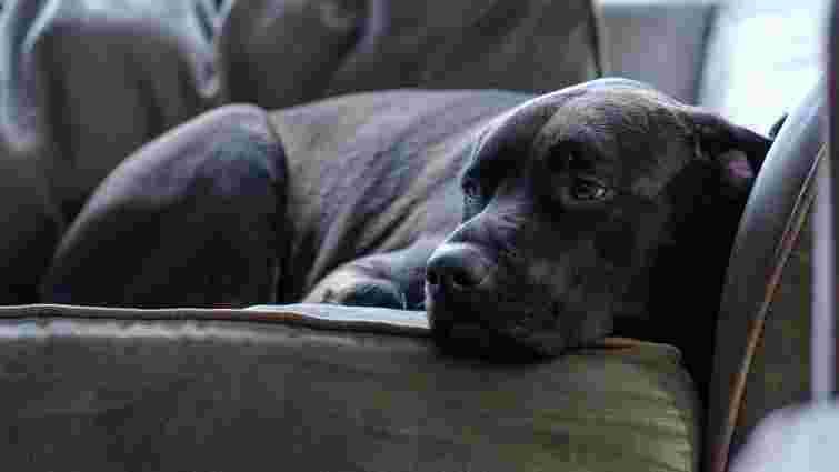 Дозволити чи встановити правила: чи варто пускати собаку на диван або ліжко