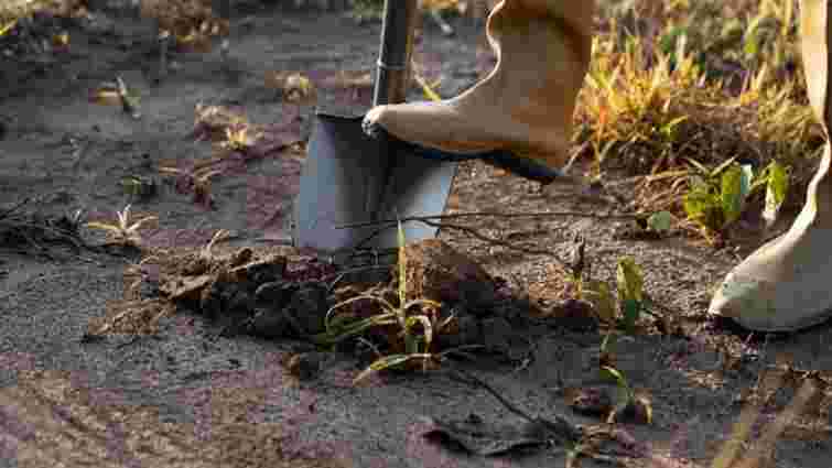 Встигнете підживити ґрунт до наступного сезону: посійте ці сидерати в серпні