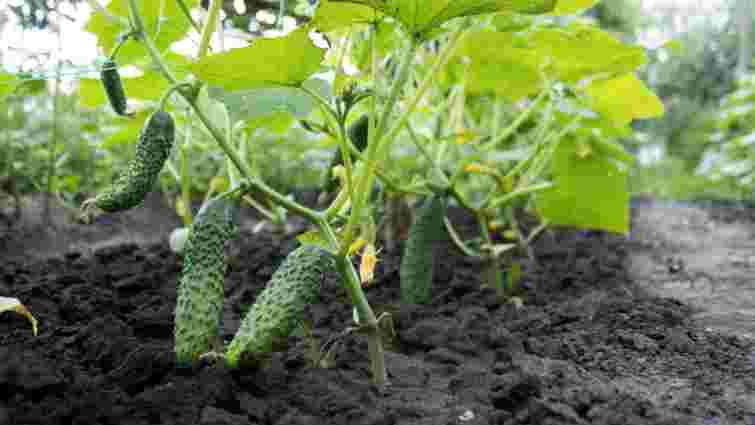 Як продовжити плодоношення огірків у серпні: ефективний рецепт від досвідчених городників

