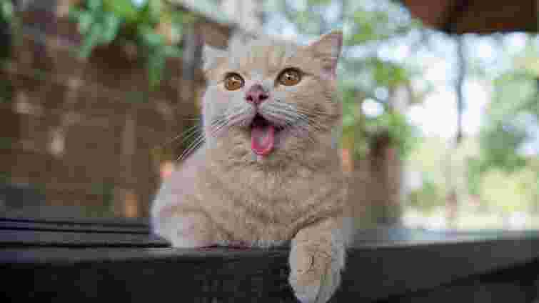 Кіт дихає з відкритим ротом: у яких випадках вам точно варто хвилюватися