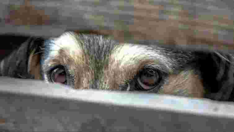 Закарпатець уник покарання за жорстоке поводження з сусідським собакою