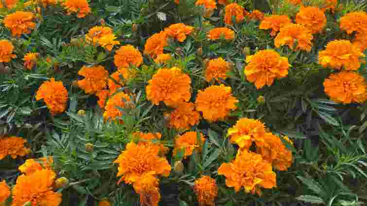 Час збирати насіння чорнобривців: як це зробити правильно, щоб не зіпсувати