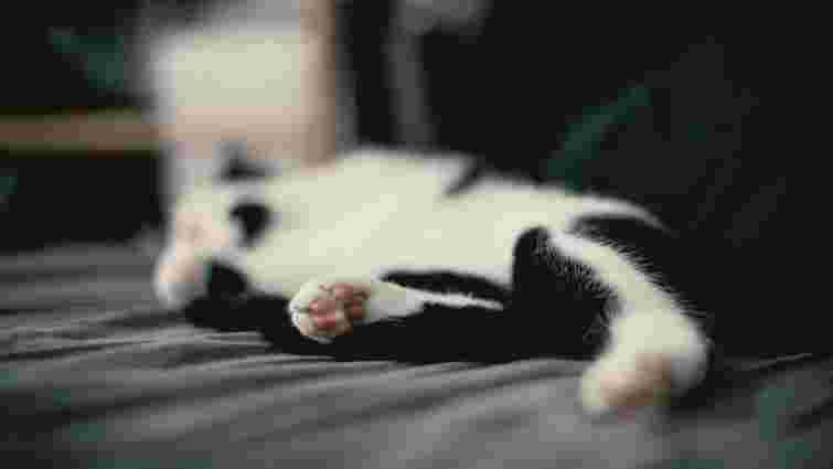 Не чіпайте котів за лапи: чому вони це дуже не люблять