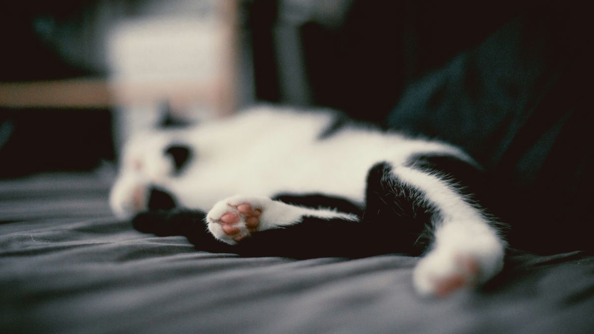 Не чіпайте котів за лапи: чому вони це дуже не люблять