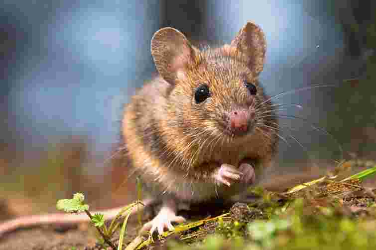 Природа вже подбала про все: 10 рослин, які допоможуть вигнати мишей із саду
