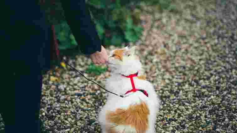 Не визнають ієрархії і менш уважні: чи реально дресирувати котів так само, як собак