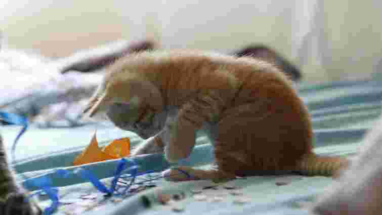 Дуже дивна поведінка: чому ваш кіт грається своїми фекаліями і як його від цього відучити